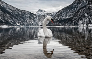 Schwan im Hallstättersee - derferder.at