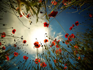 Mohnblumen in Istrien - derferder.at