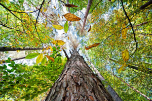 Wald - derferder.at