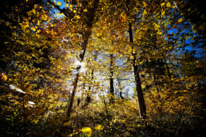 Herbstwald - derferder.at