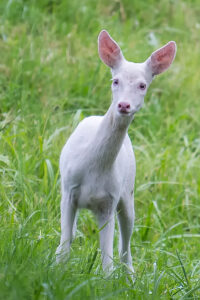 Albino-Reh - derferder.at