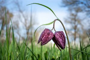 Schachblumen im Burgenland