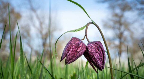 Schachblumen im Burgenland