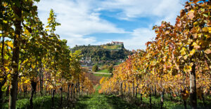 Weinberge Riegersburg - derferder.at