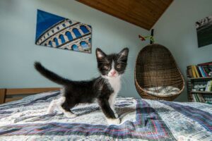 Kater Pepper